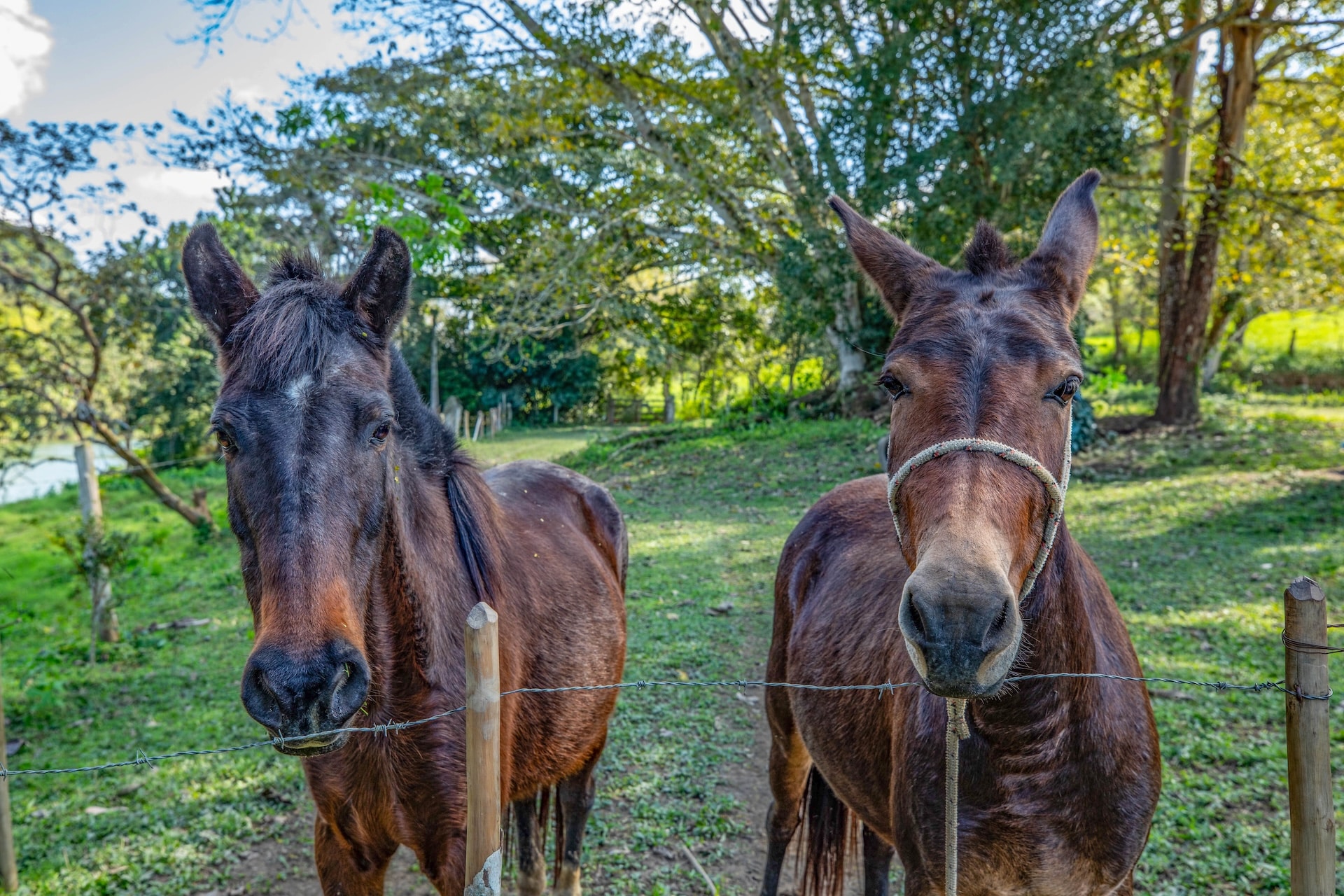 Eldorado_FazendaPassagem-19