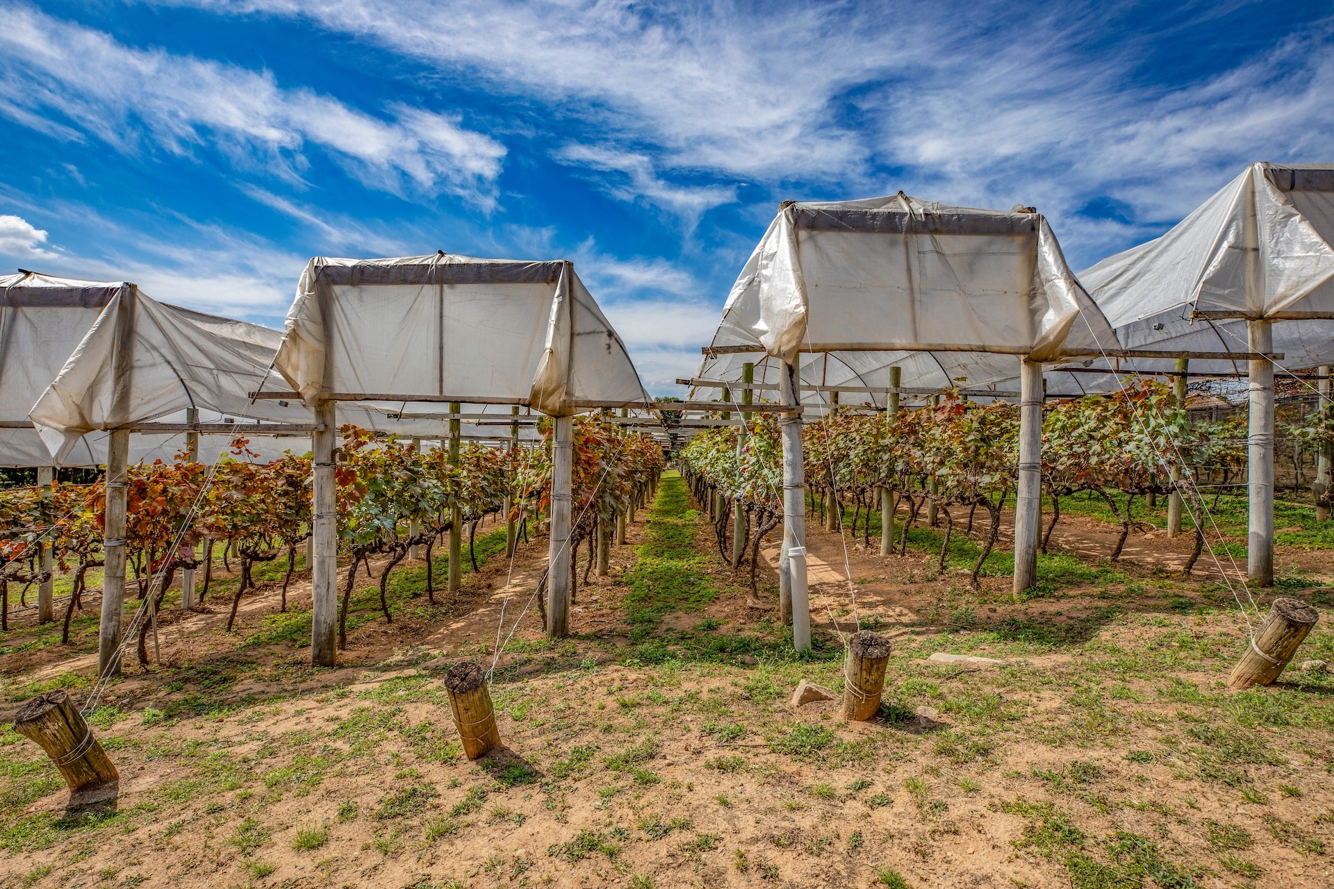 Vinhedo_VinicolaAdegaFamiliaFerragut-1