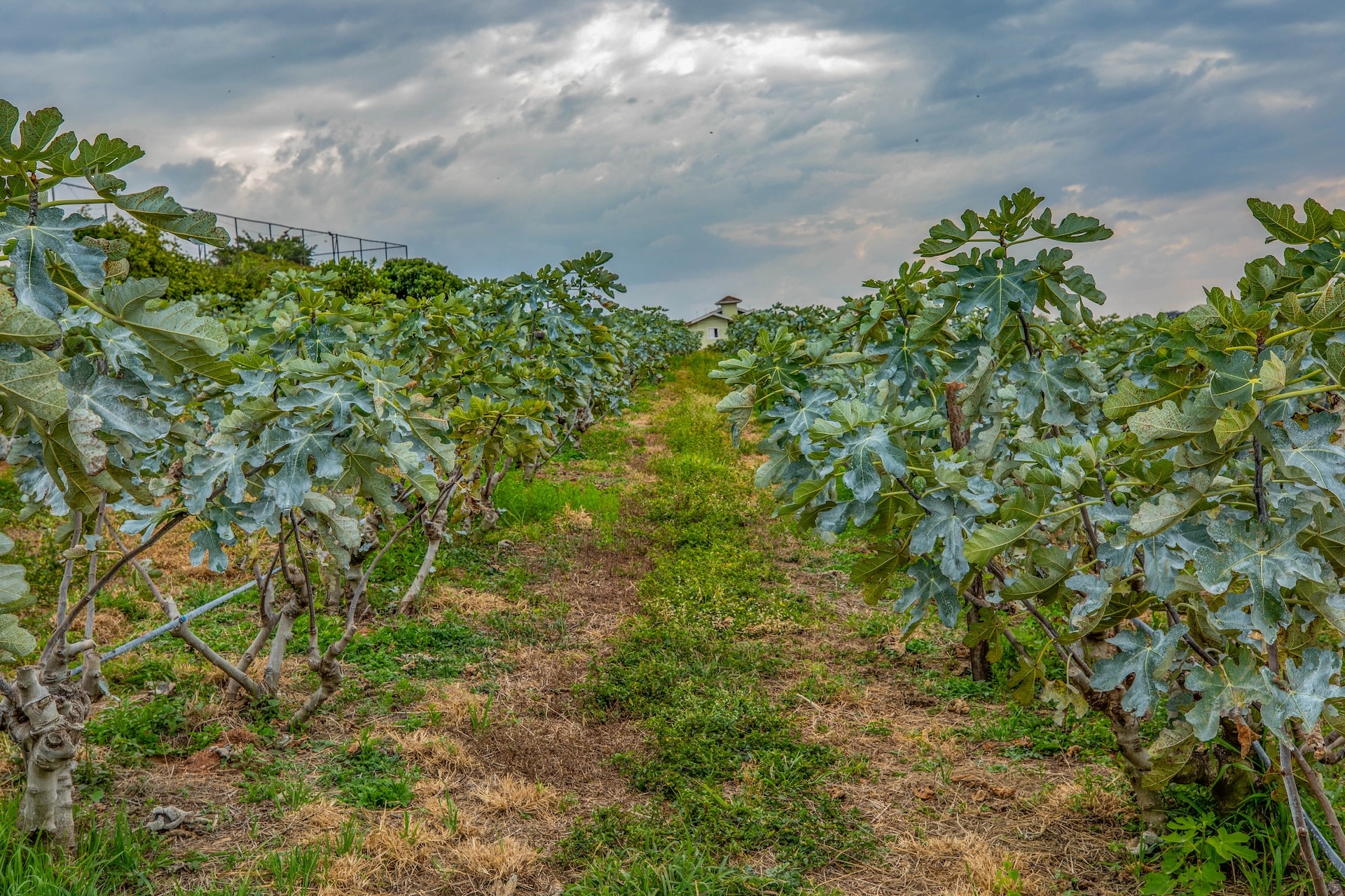 Valinhos_ChacaraSaoLuiz-5