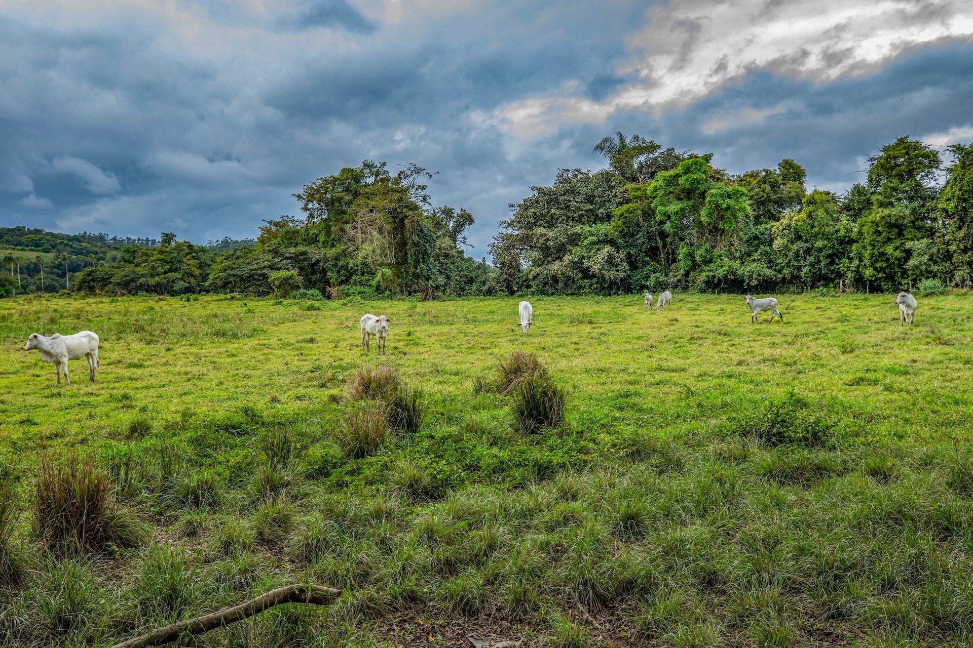 Jacupiranga_EstradadaMorangaba-2