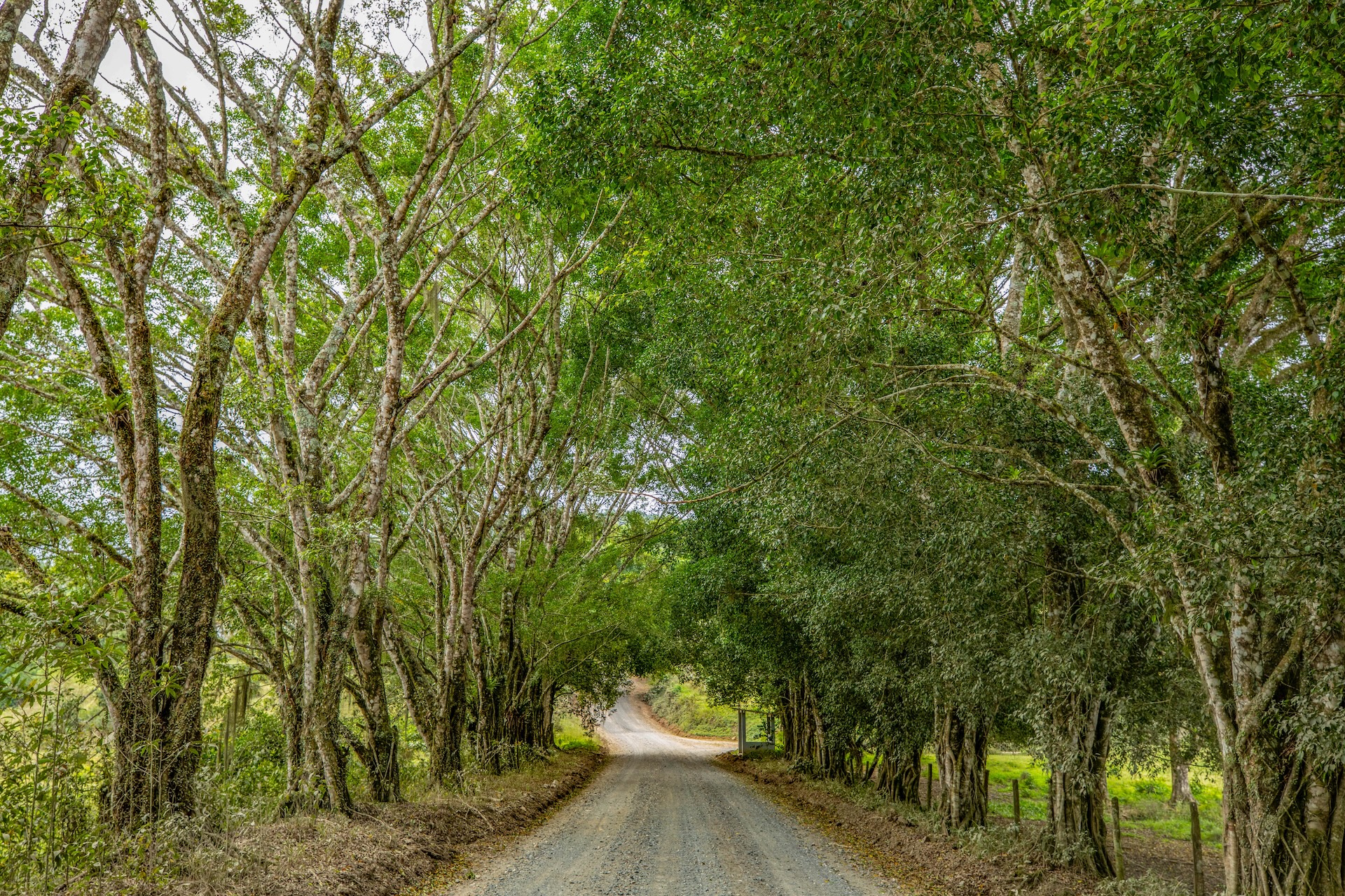 Jacupiranga_EstradadaMorangaba-6